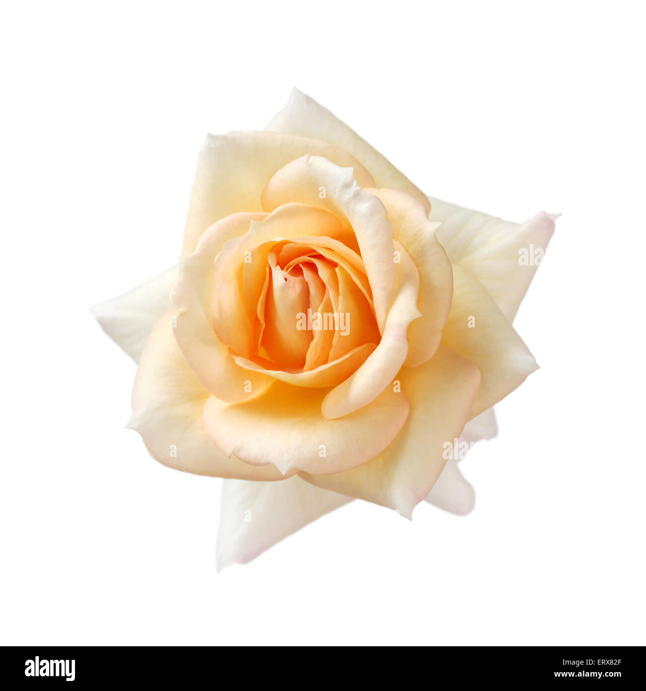Rose fujisan per sempre isolato su sfondo bianco, color albicocca Foto Stock
