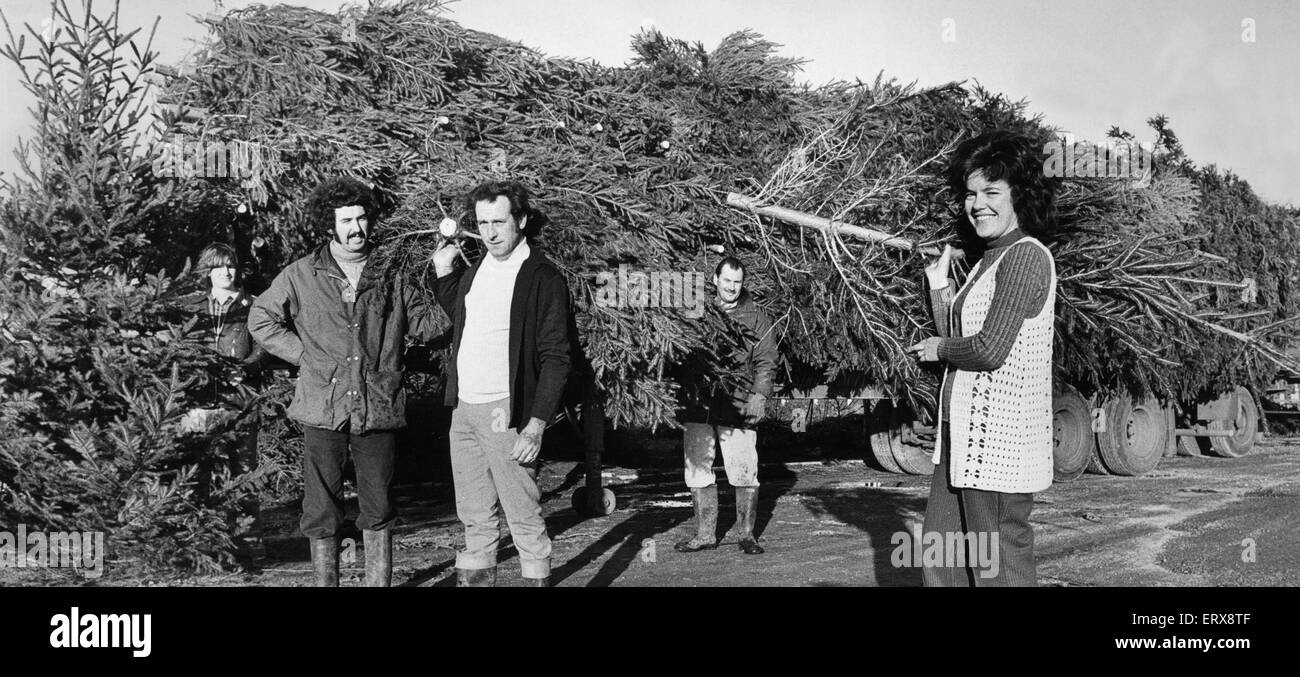 Natale arriva un mese inizio... 10.000 alberi di Natale sono arrivati a Vincents Centro giardino, la struttura Scarisbrick vicino a Ormskirk, da Ruthin, il Galles del Nord. Alcuni degli alberi più grandi sono destinati al centro visualizza. Xx Novembre 1975 Foto Stock