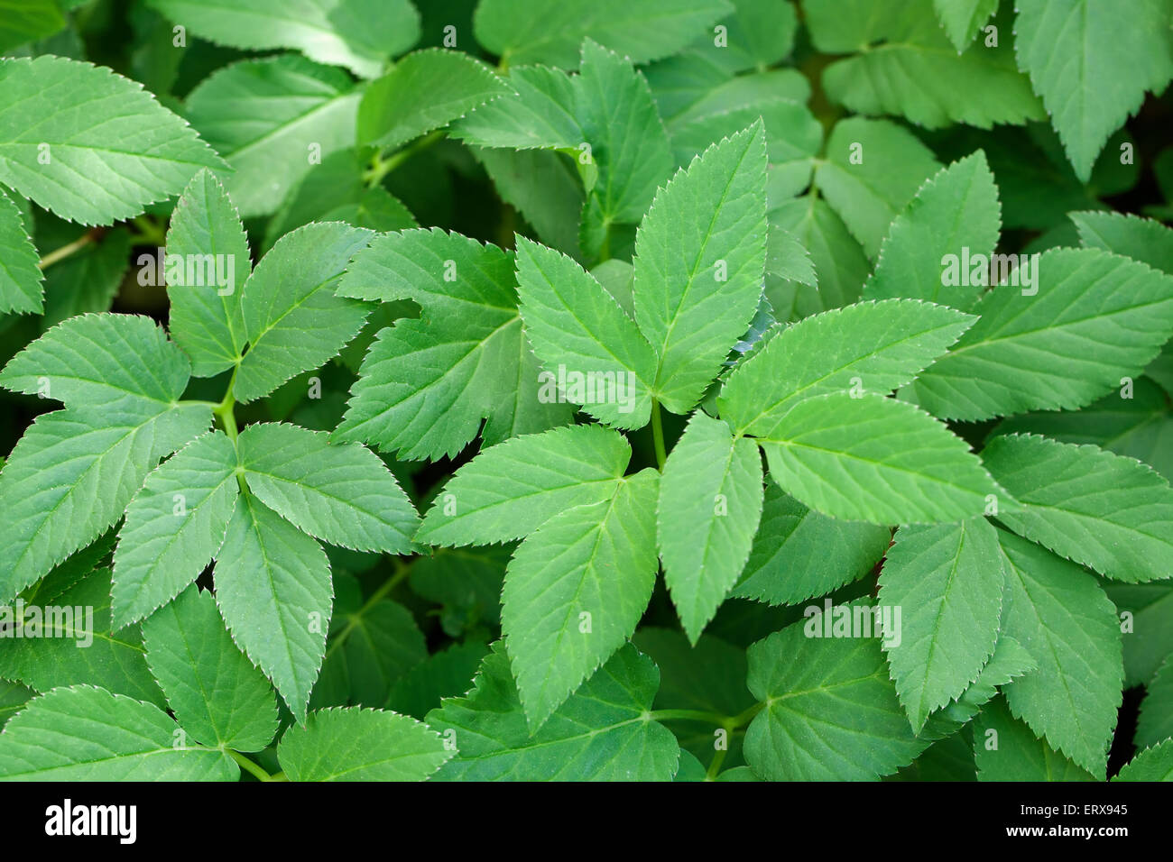 Foglie verdi di macinato di sambuco Foto stock - Alamy