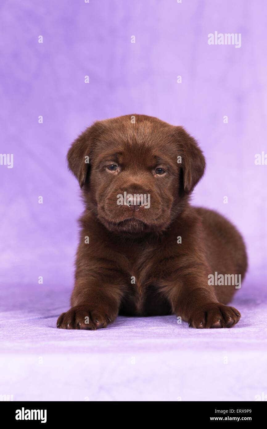 Il Labrador Retriever cucciolo Foto Stock