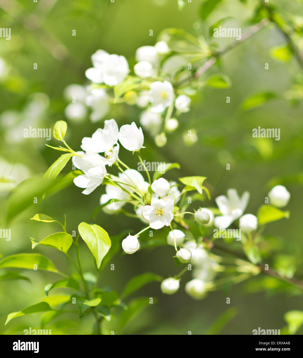 Close up di apple blossom Foto Stock
