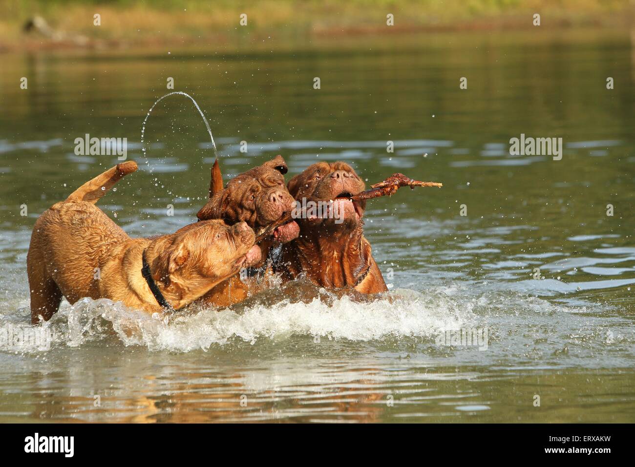 Cani di Bordeaux Foto Stock