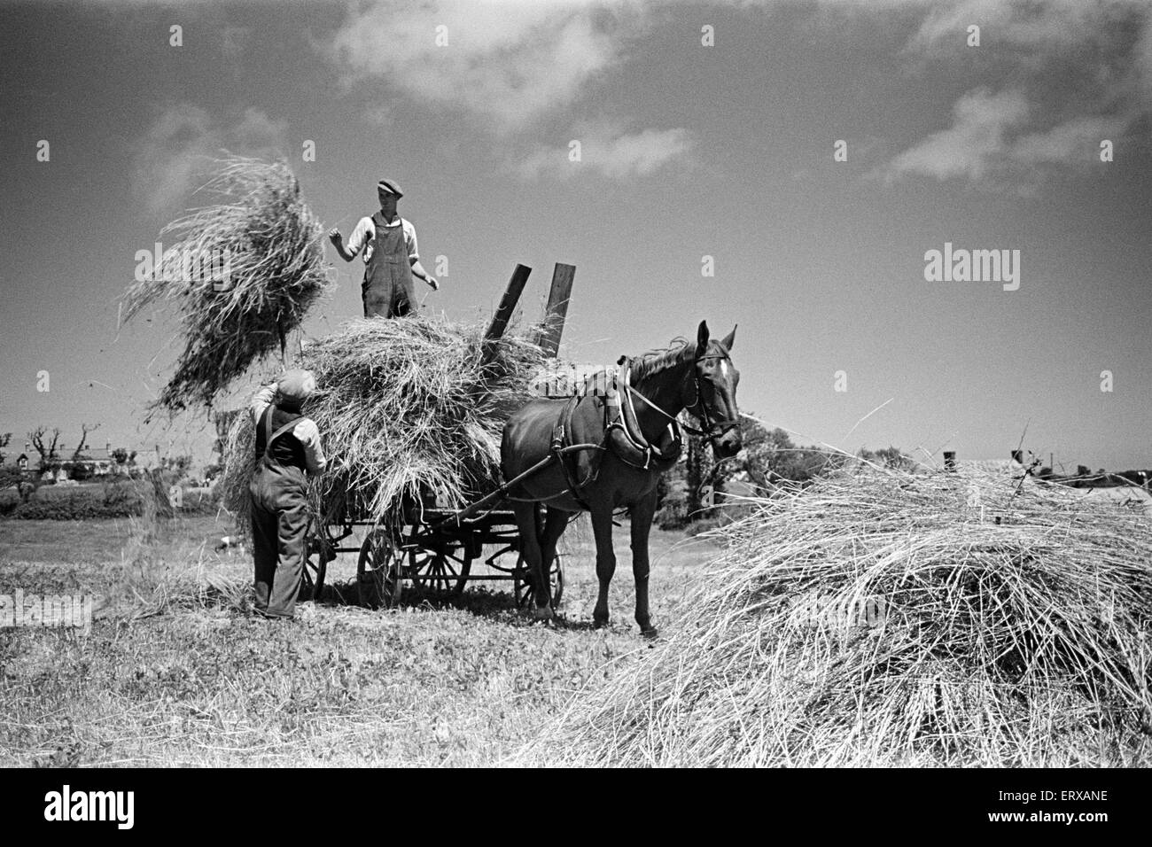 Gli agricoltori che lavorano sull'Isola di Sark, Isole del Canale Luglio 1947. Foto Stock