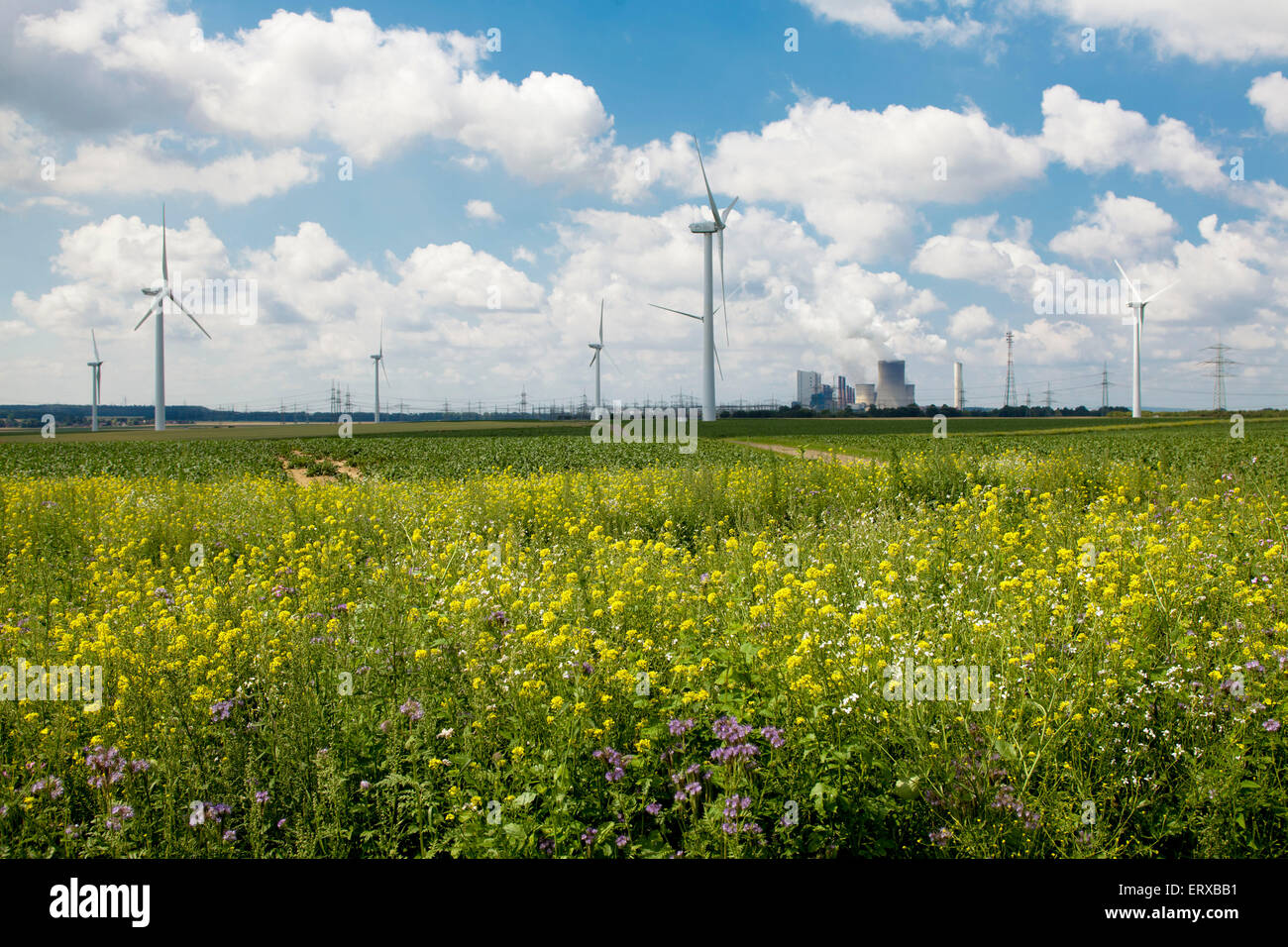 L'Europa, in Germania, in Renania settentrionale-Vestfalia, fiori selvatici, impianti di energia eolica vicino a Bergheim, sullo sfondo il carbone marrone potenza s Foto Stock