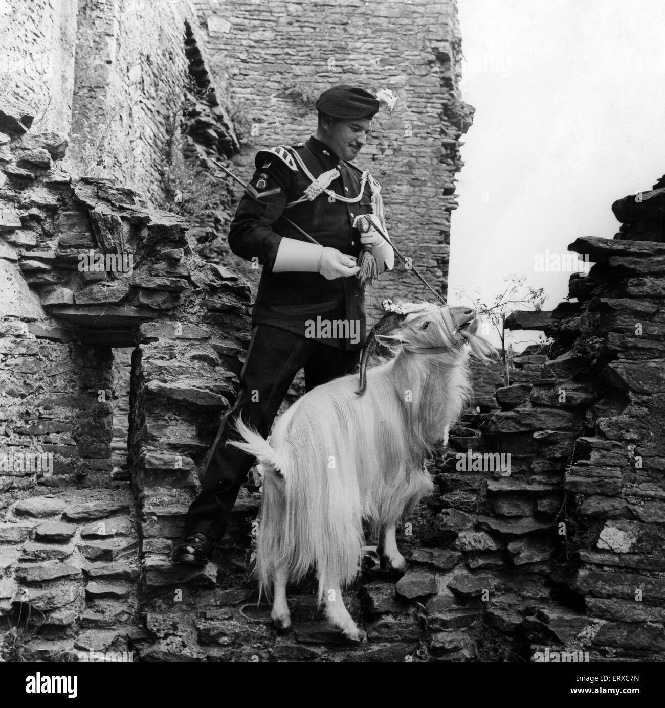 In attesa di prendere parte nel display data dalla Royal Welch Fusiliers al Castello di Caerphilly, 13 luglio 1967. L'obiettivo del reggimento, Billy, decise che era affamato e ha iniziato a libero servizio di diserbo per consiglio di Caerphilly. Cerca su è di capra Maggiore Donald Pugh, dal Galles del Nord. Foto Stock