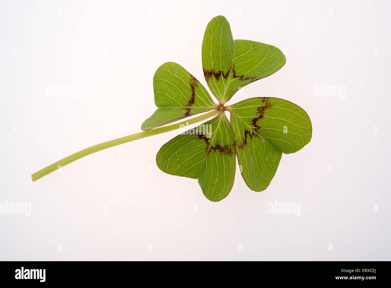 Quattro leaf clover su sfondo bianco Foto Stock