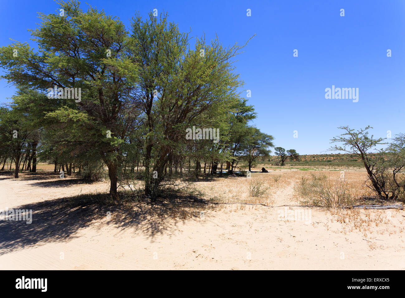 Panorama con Lion dal Kgalagadi National Park, Sud Africa Foto Stock