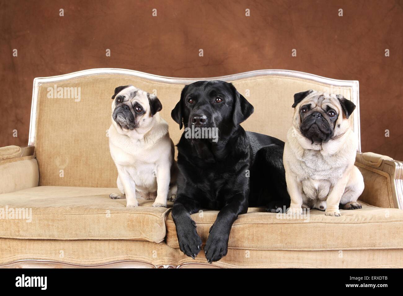 Il Labrador Retriever e pugs Foto Stock