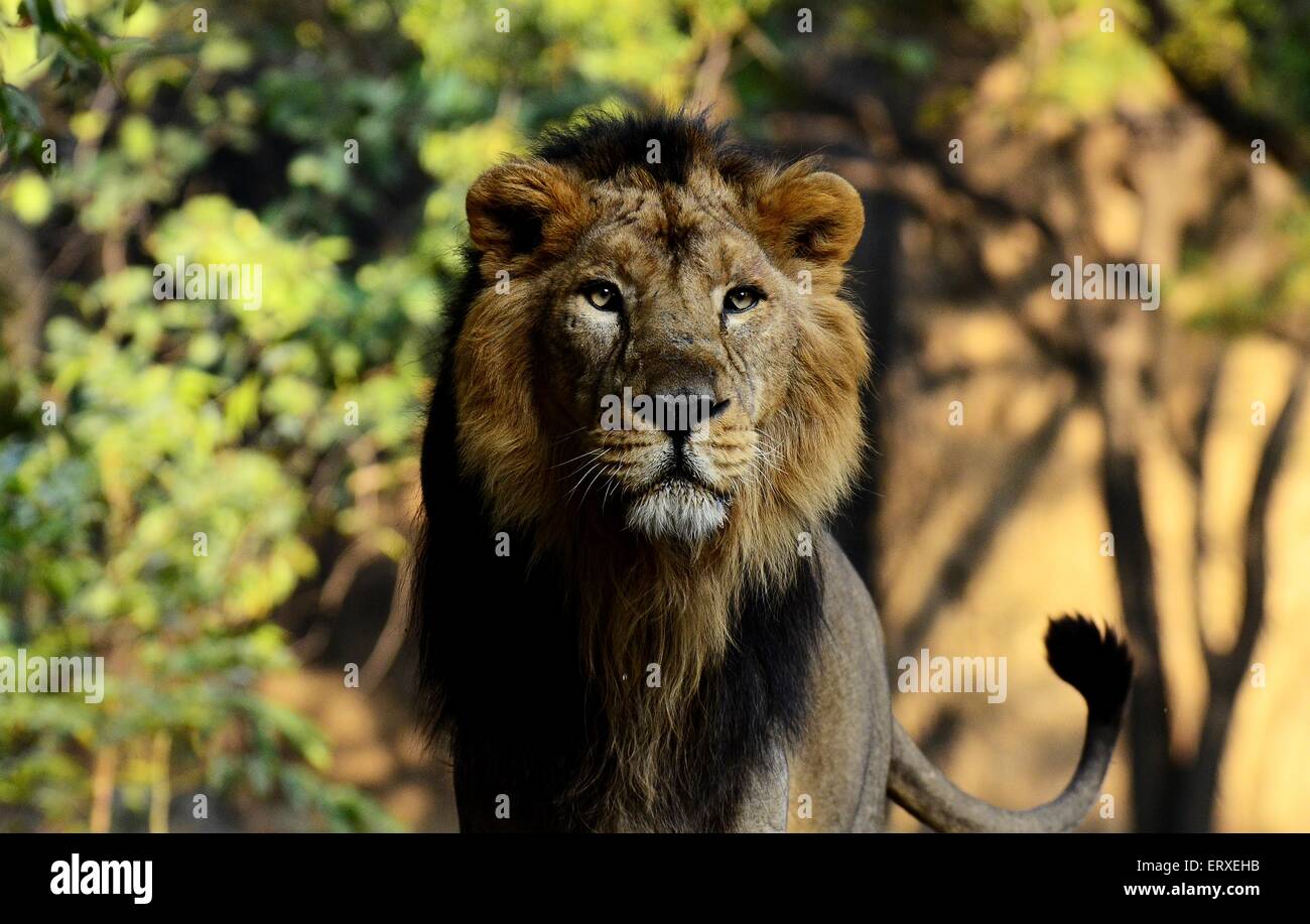 Maestoso e in pericolo di estinzione leone asiatico visto presso lo zoo di Delhi Foto Stock