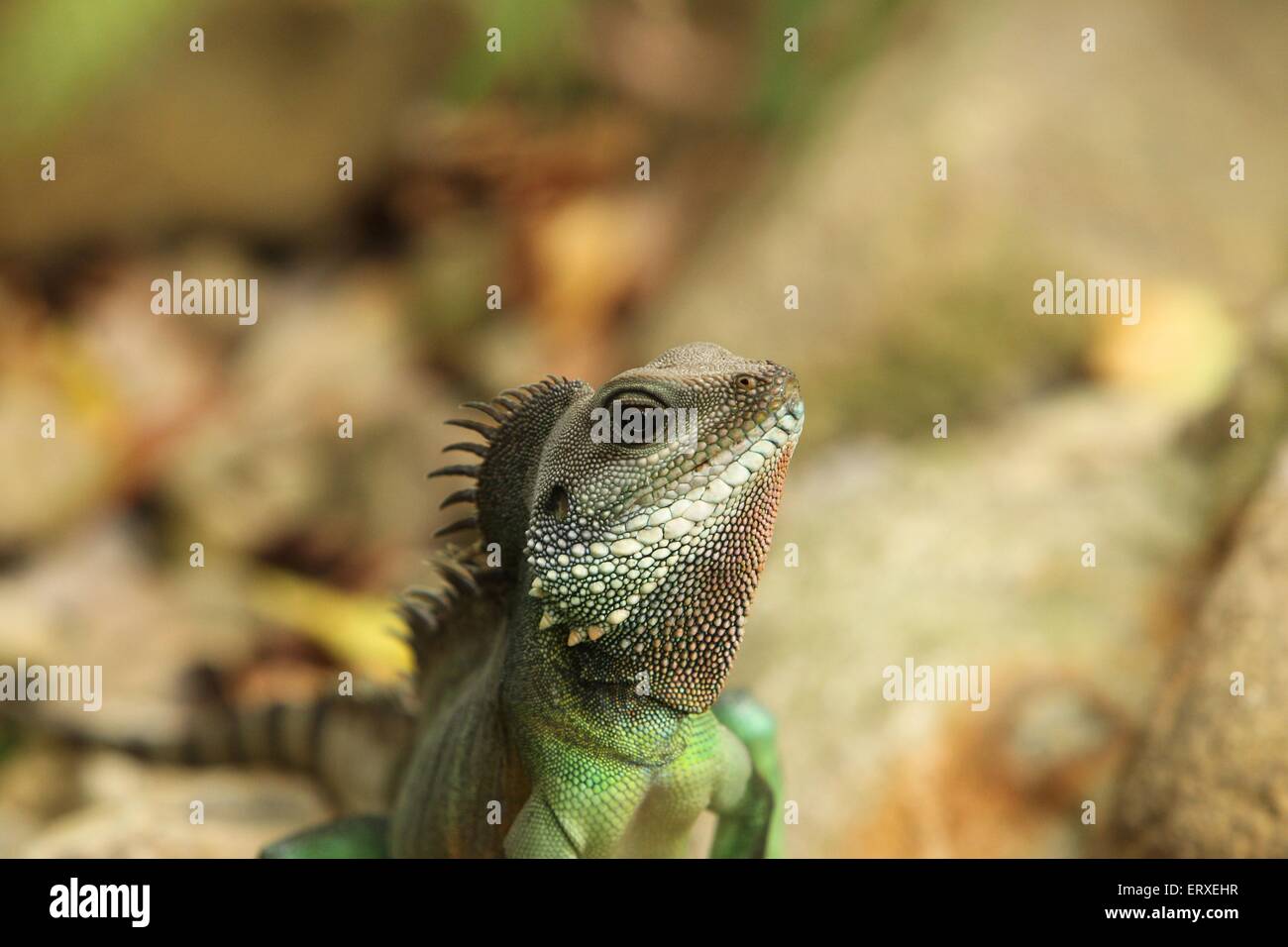 Drago di acqua Foto Stock