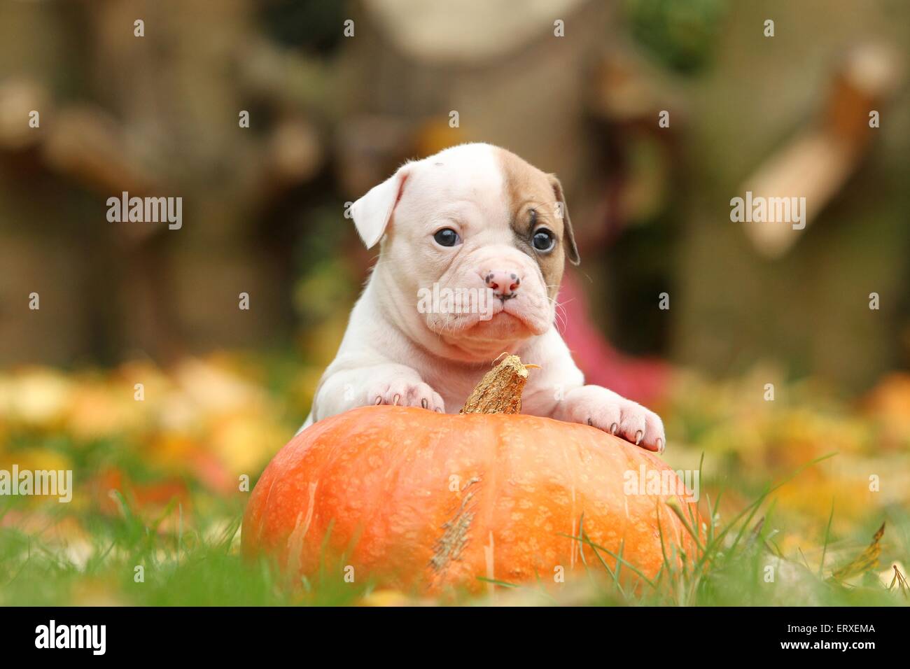 American Bulldog cucciolo Foto Stock