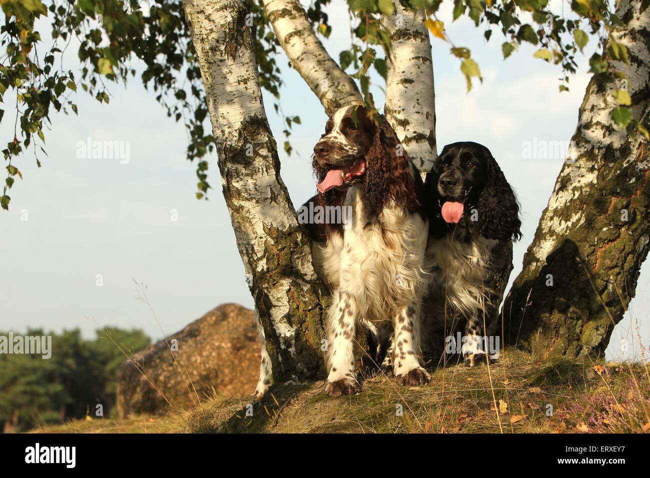 2 English Springer épagneuls Foto Stock