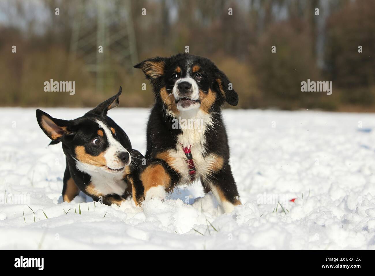 Riproduzione di giovani cani Foto Stock