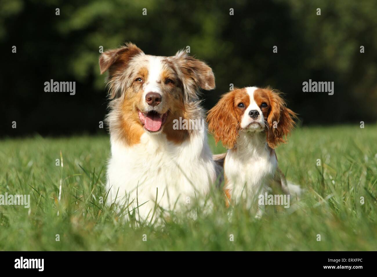 2 cani Foto Stock