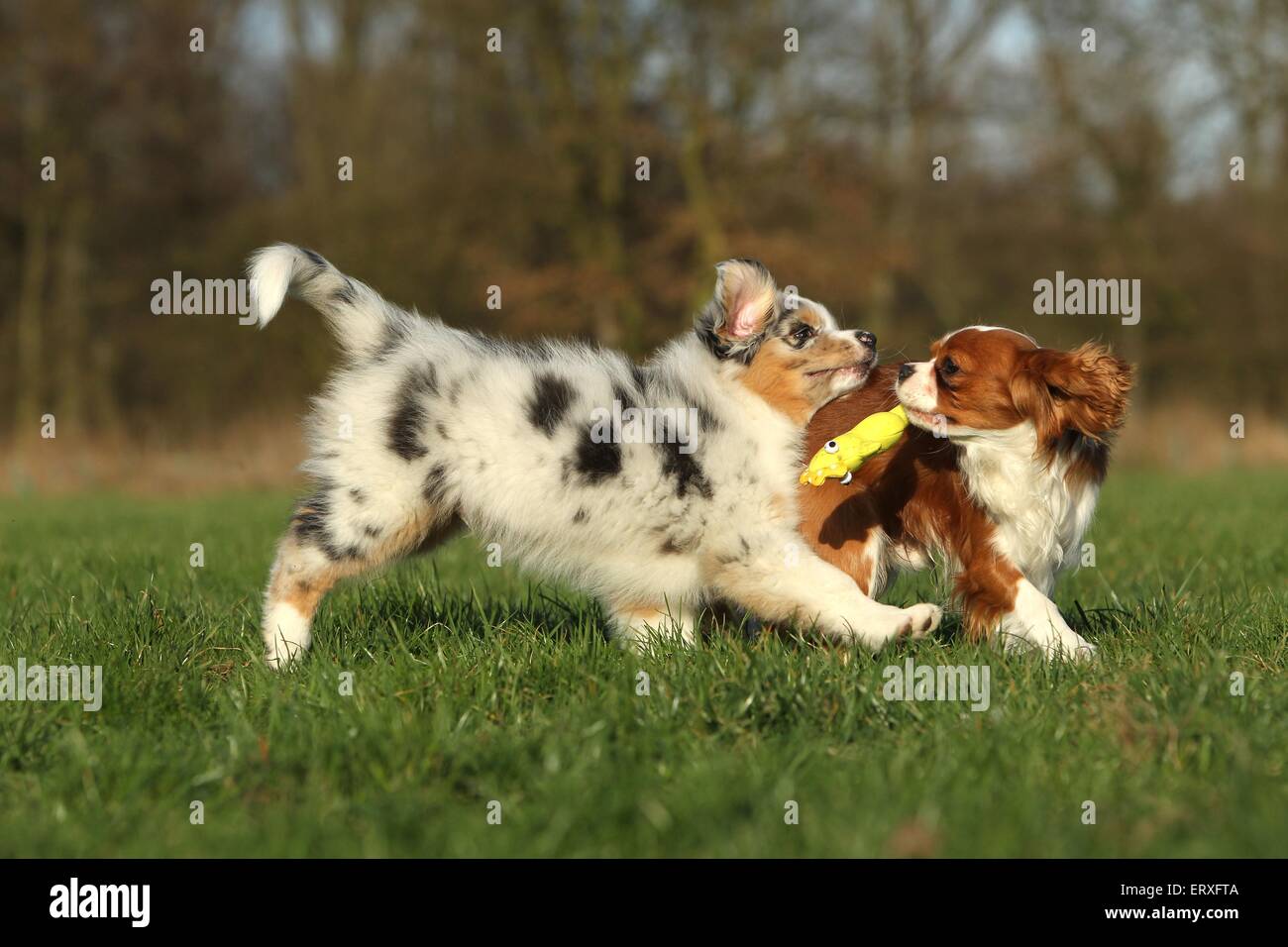 2 cani Foto Stock
