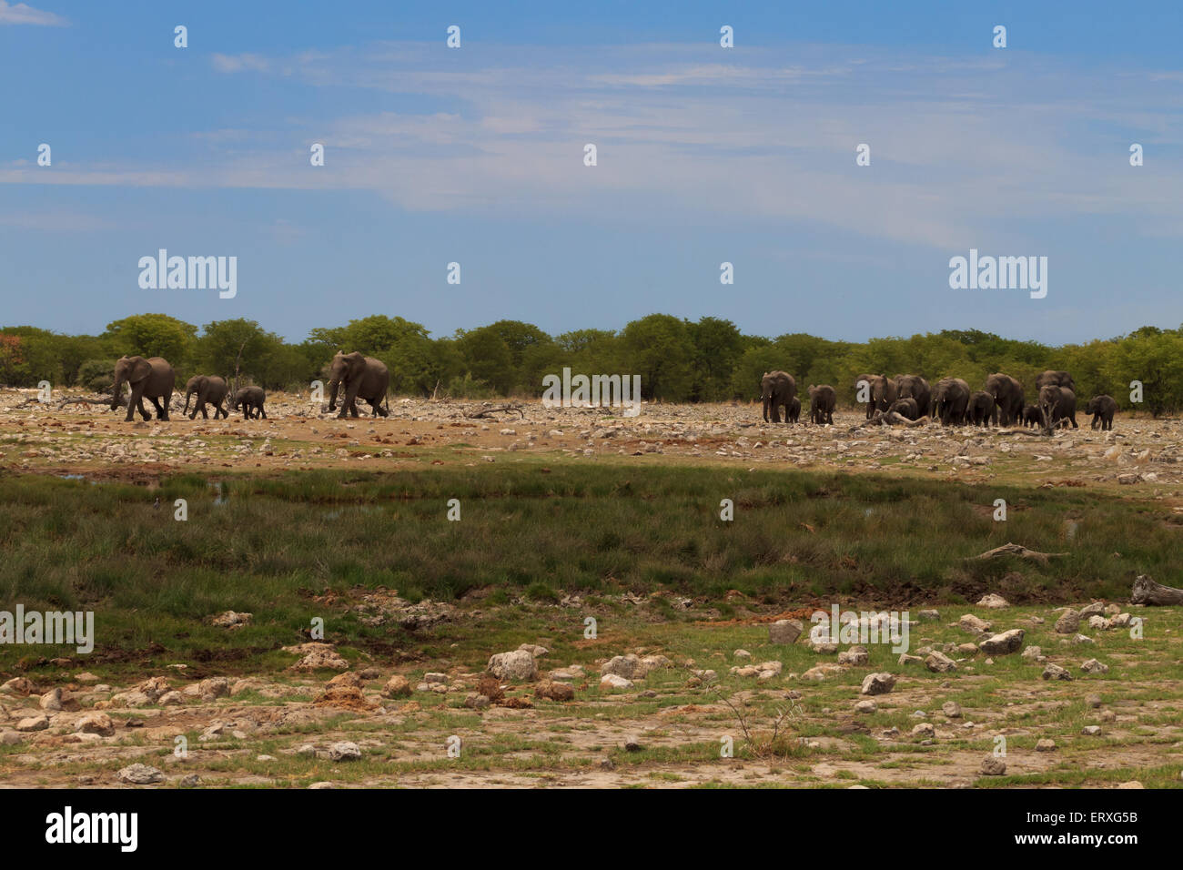Branco di elefanti dal Parco Nazionale di Etosha, Namibia Foto Stock