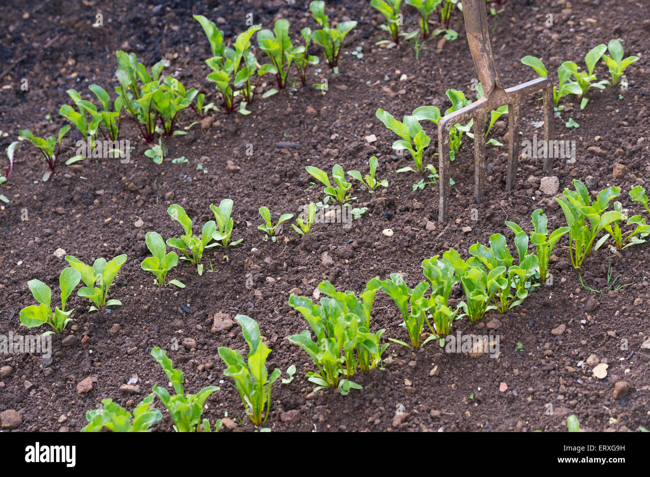 Giovani piante di barbabietola in righe con una forcella di giardino piantato in un orto Foto Stock