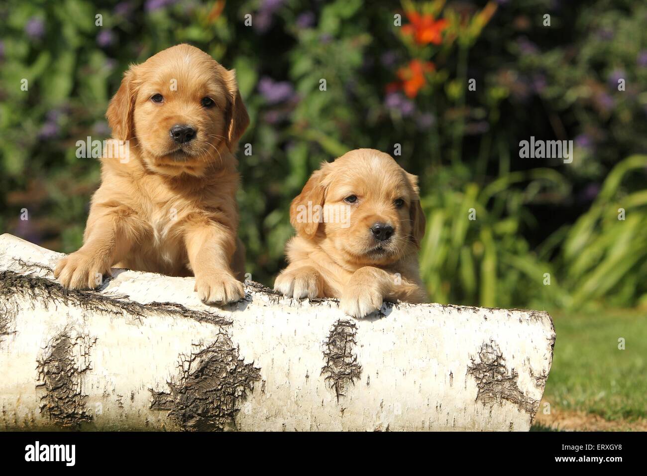 Golden Retriever cuccioli Foto Stock