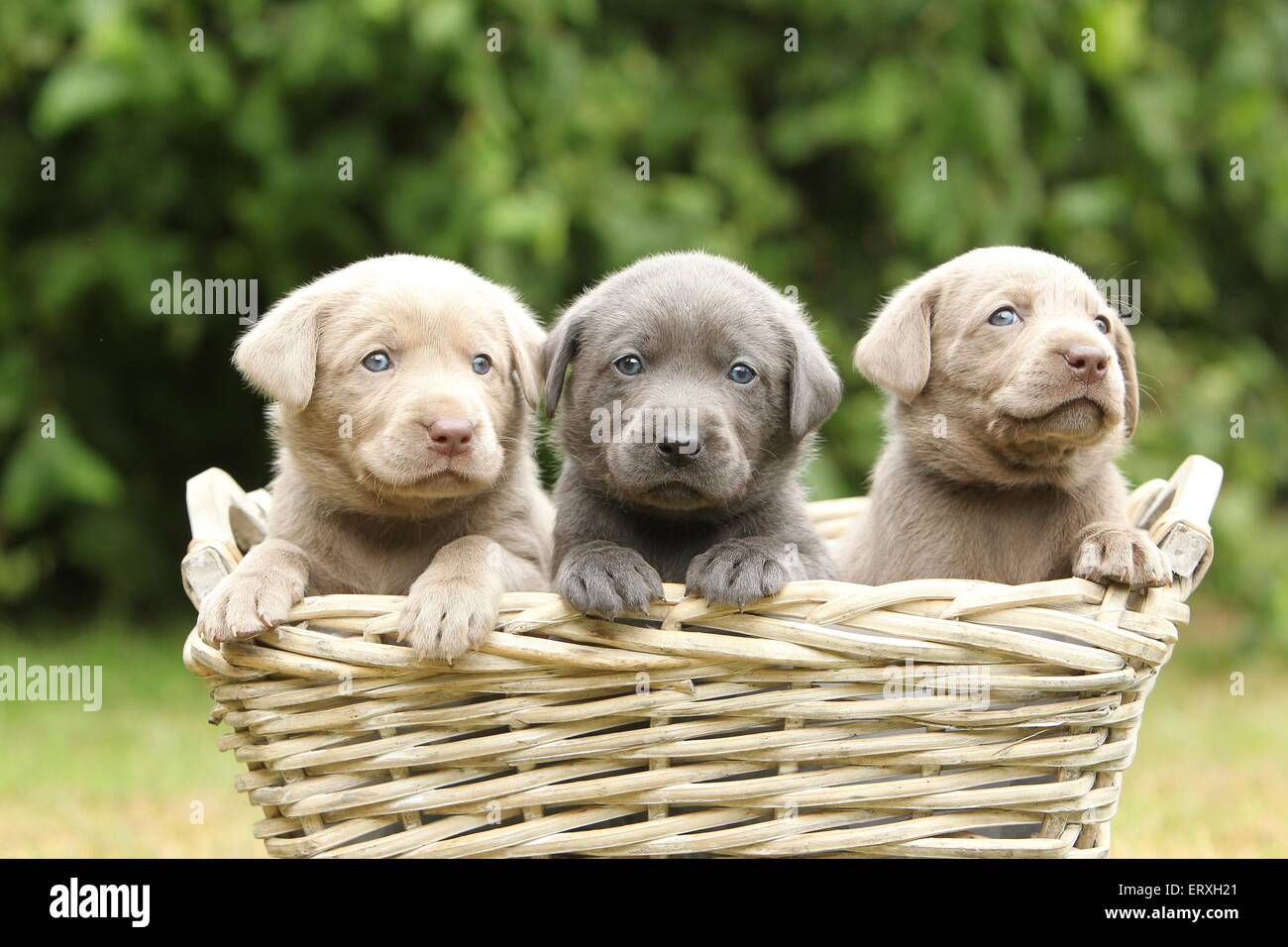 Il Labrador Retriever cuccioli Foto Stock