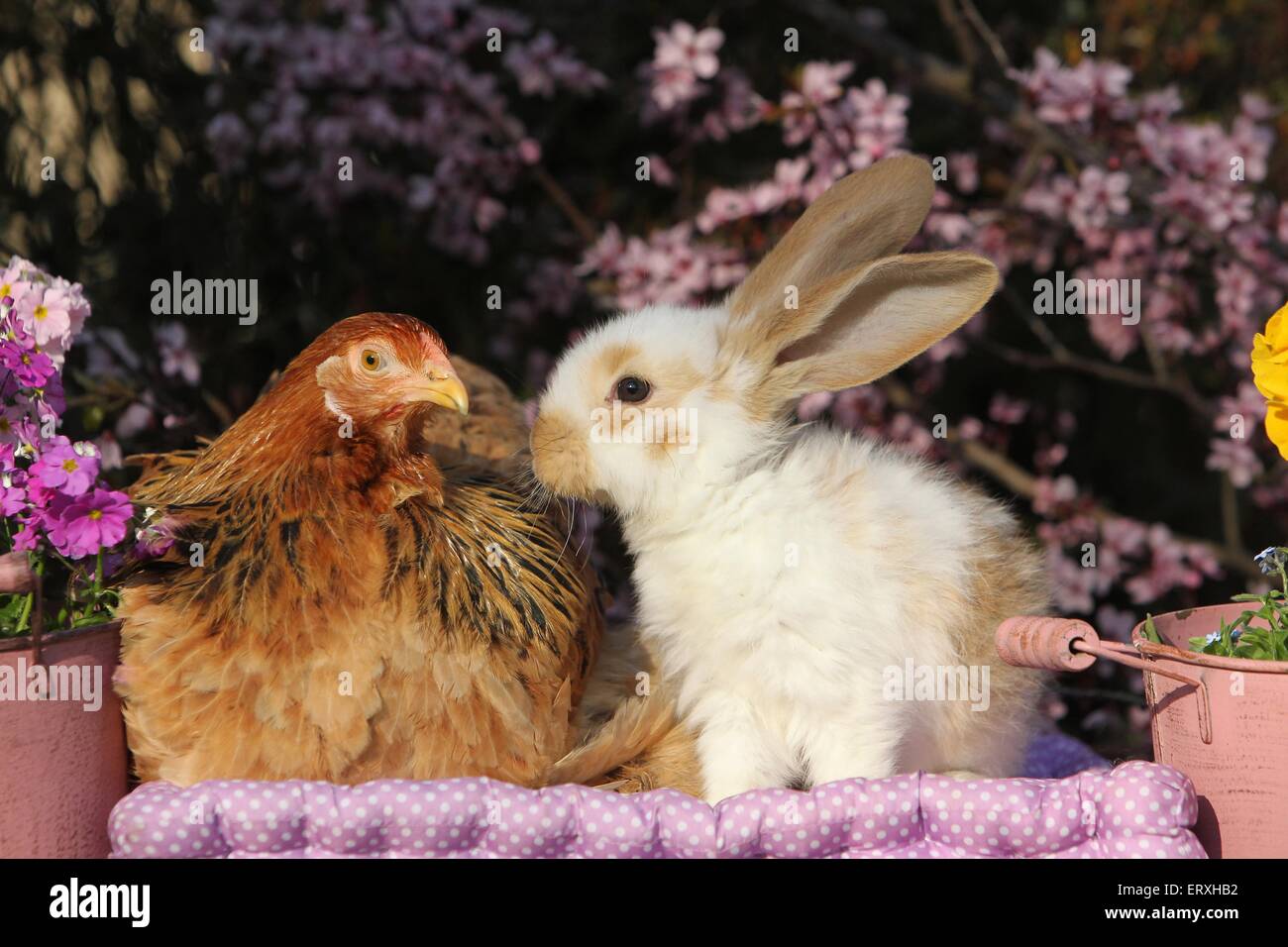 Pollo e coniglio Foto Stock