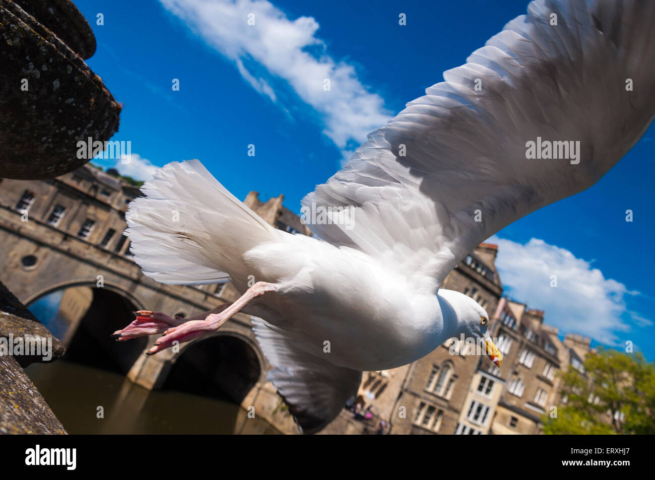 Un gabbiano decolla da Pulteney Bridge sul fiume Avon a Bath Somerset REGNO UNITO Foto Stock