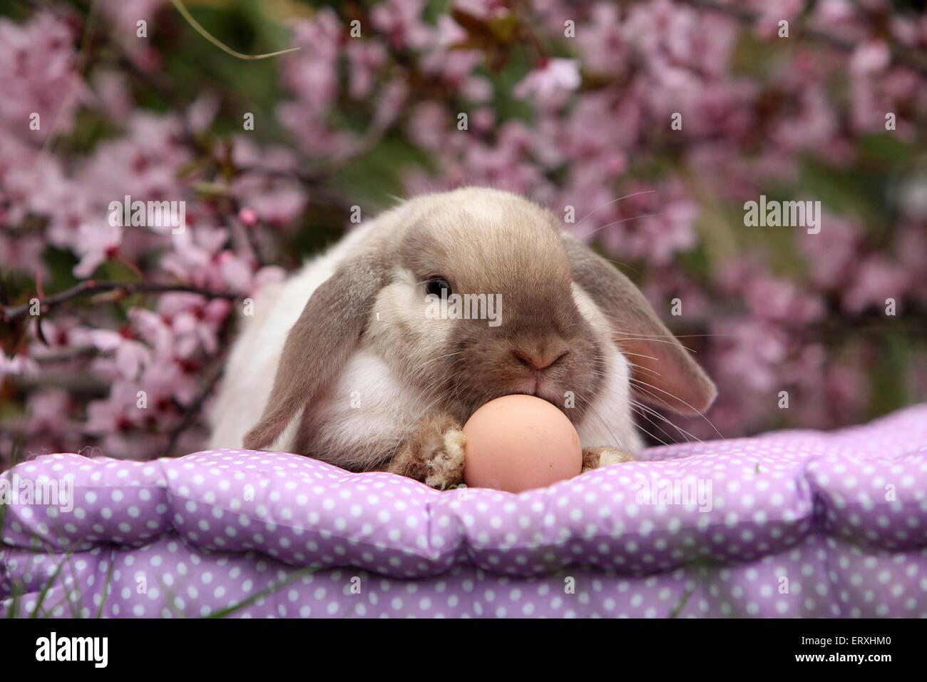 Lop-eared rabbit Foto Stock