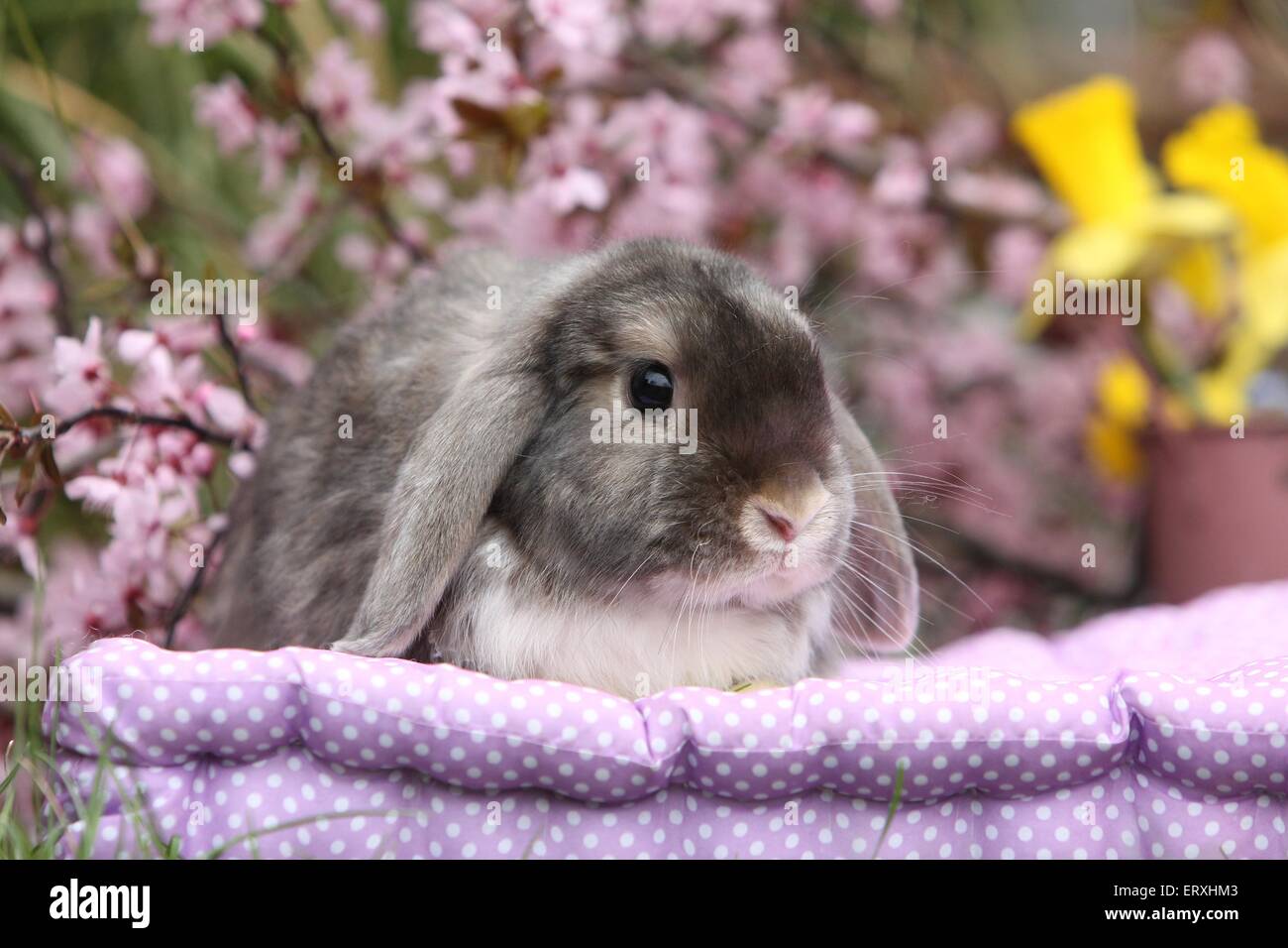 Lop-eared rabbit Foto Stock