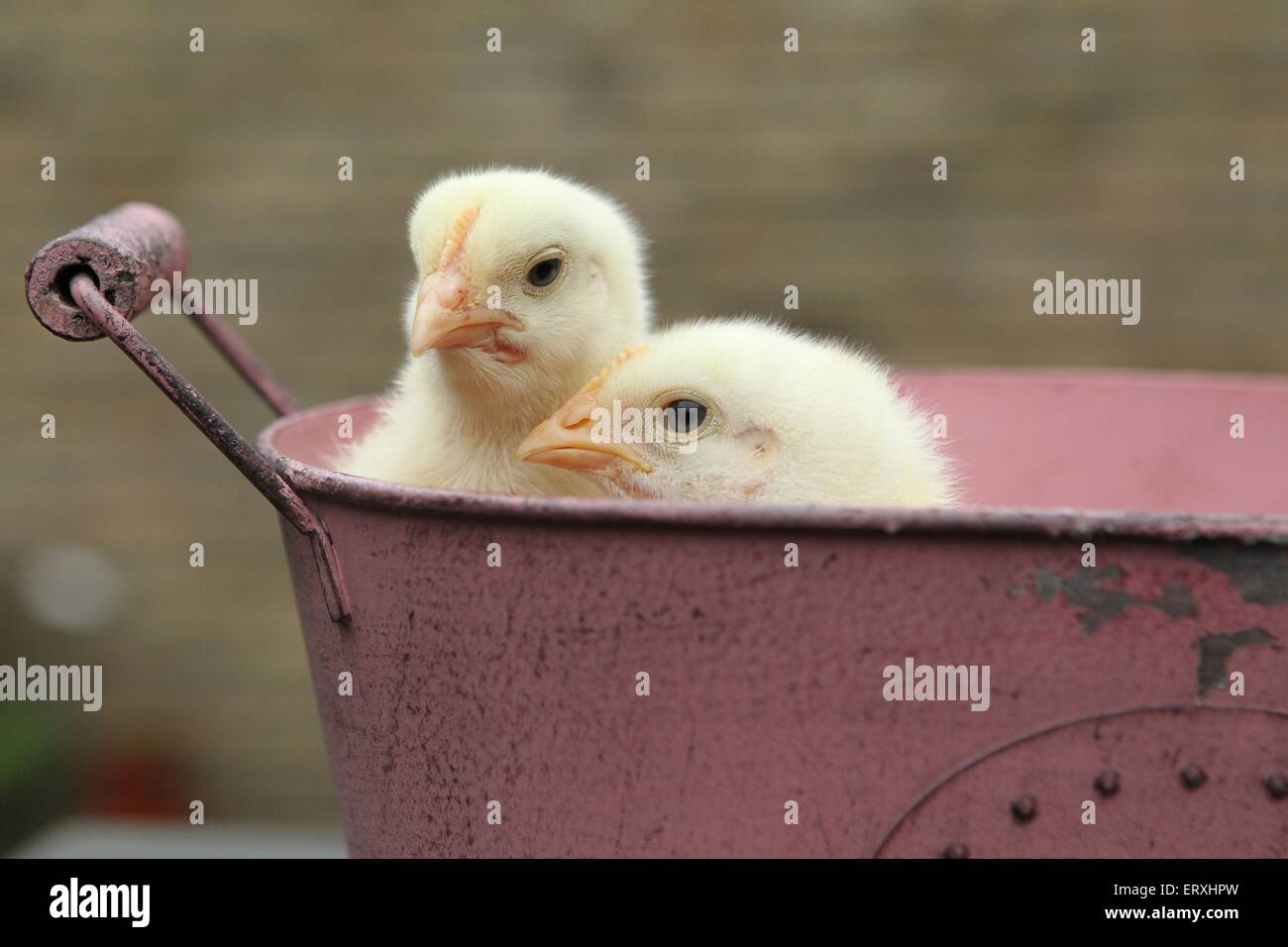 Ingrassati uccellino di pollo Foto Stock