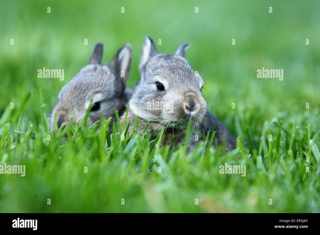 Lop-eared rabbit neonati Foto Stock