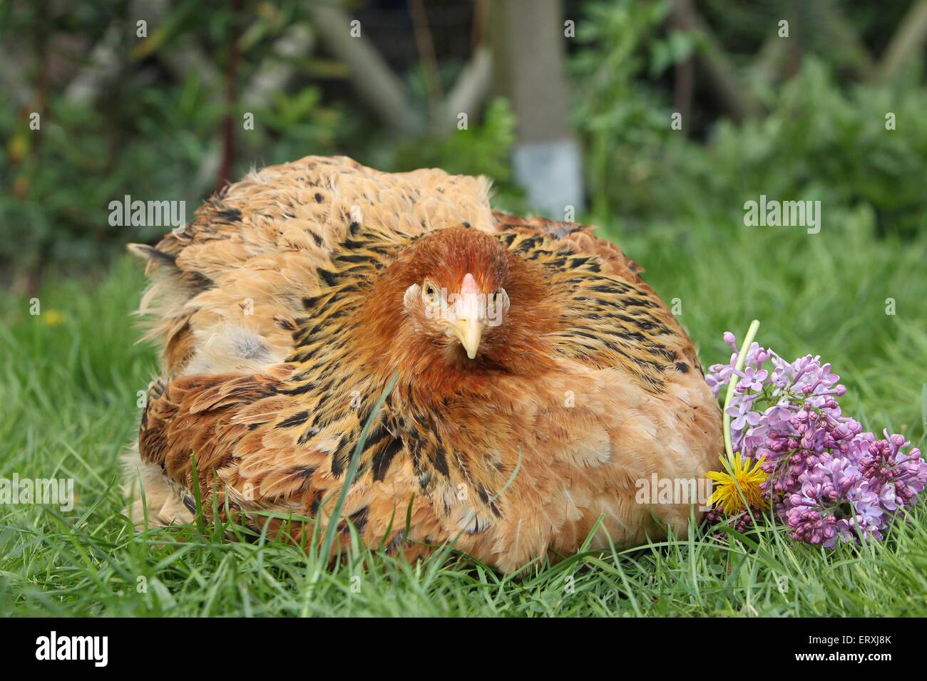 Partridge Brahma Foto Stock