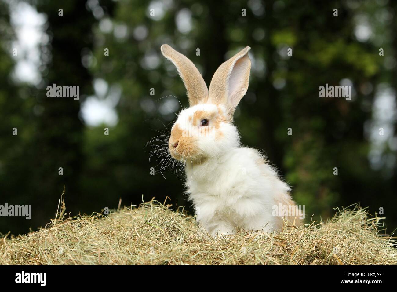 A scacchi gigante Foto Stock