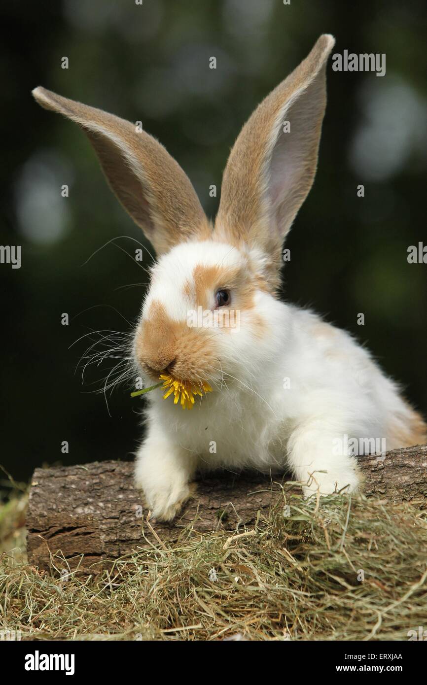 A scacchi gigante Foto Stock