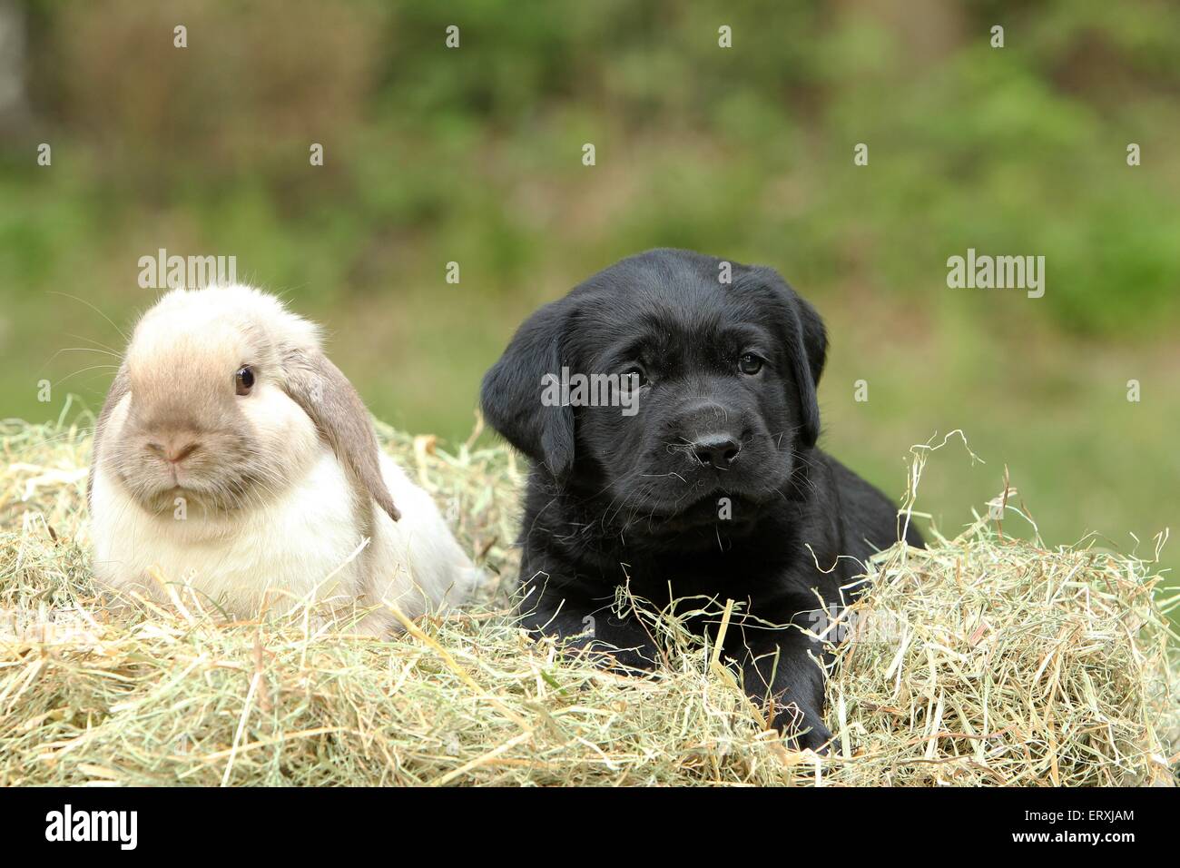 amici animali Foto Stock