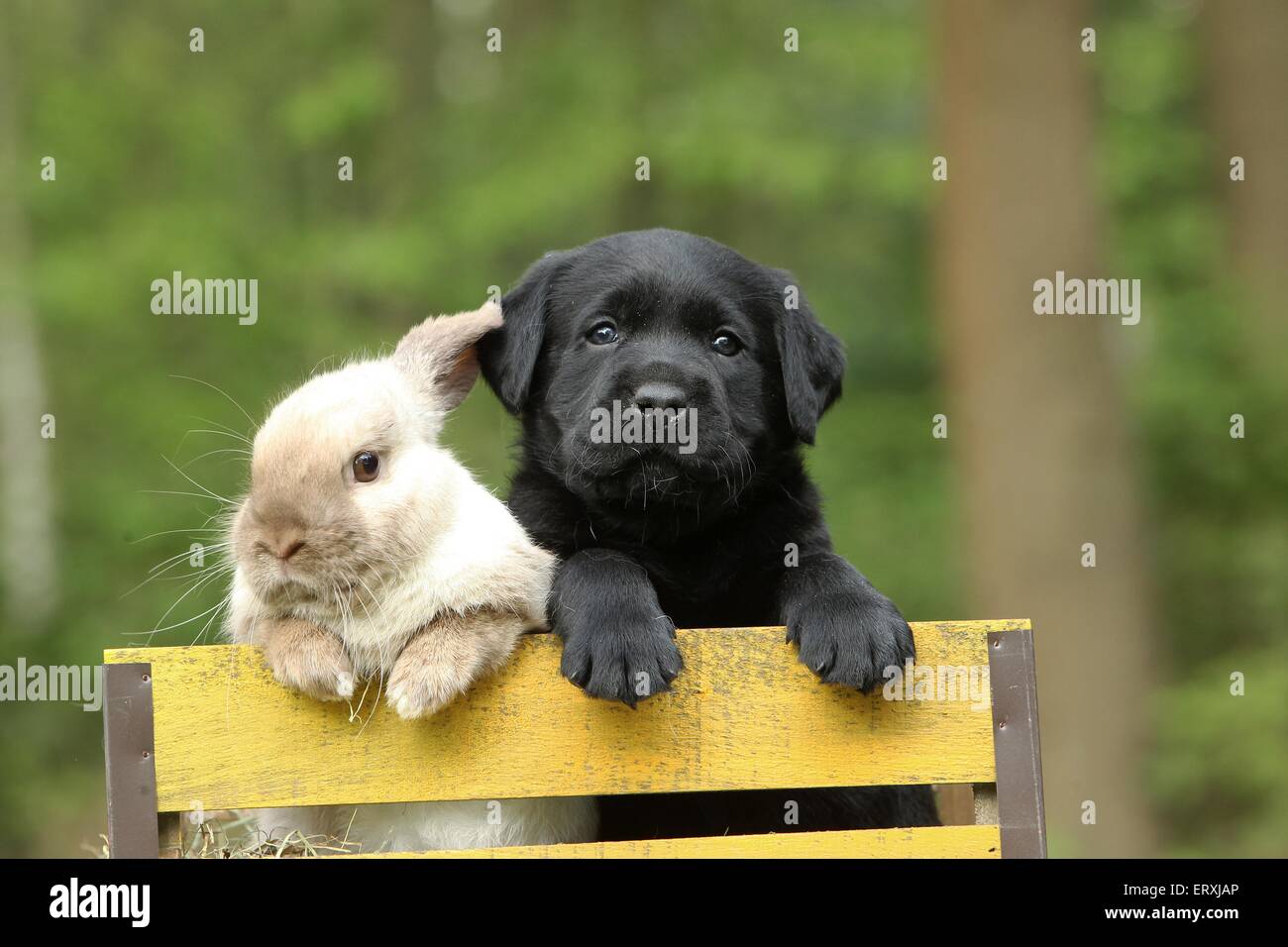 amici animali Foto Stock