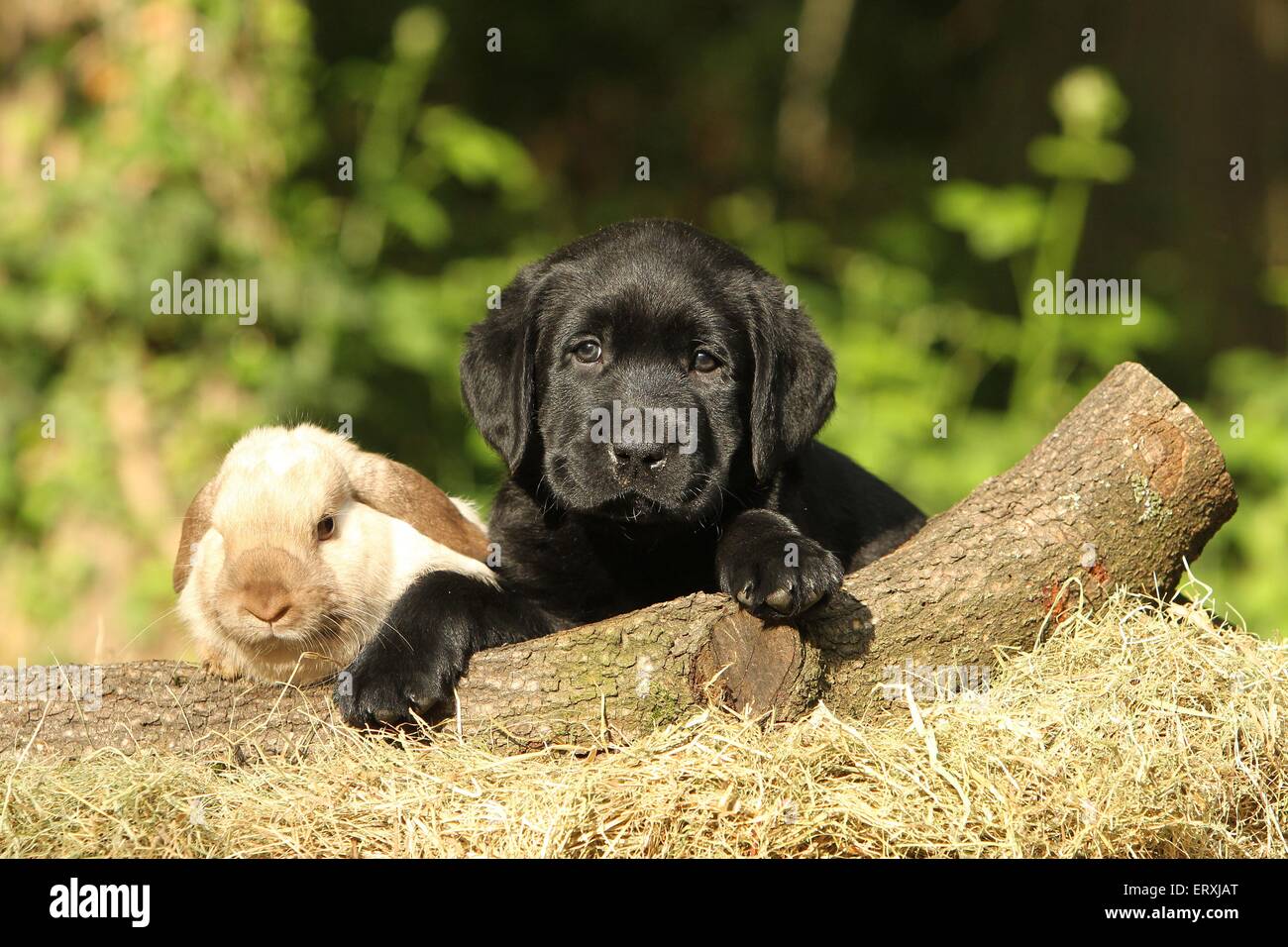 amici animali Foto Stock