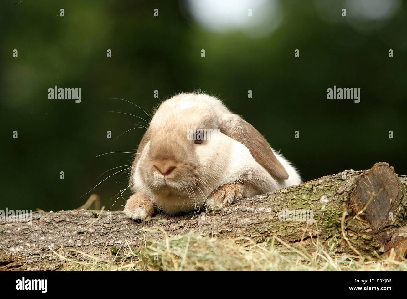coniglietto di Lop-eared Foto Stock