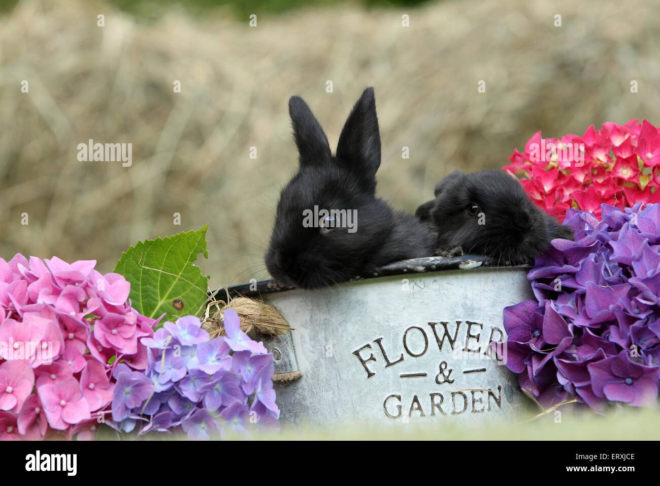 bambini coniglio Foto Stock