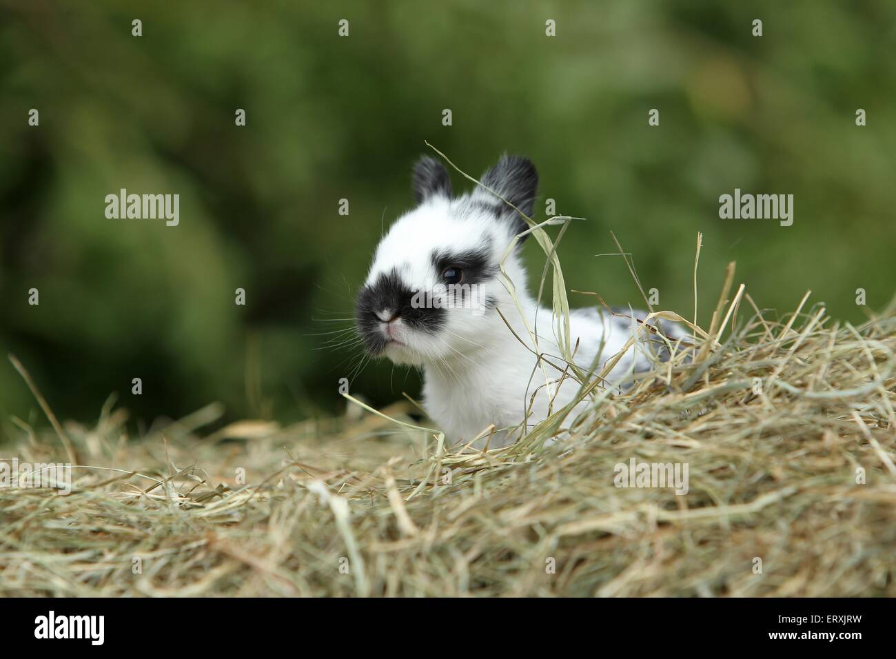 bambino del coniglio Foto Stock