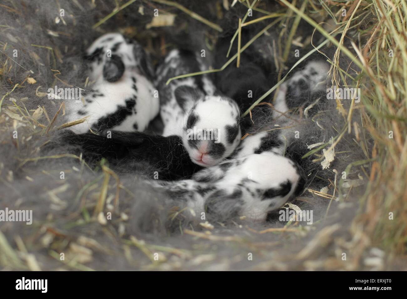 bambini coniglio Foto Stock
