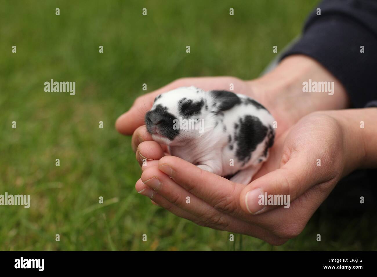 bambino del coniglio Foto Stock