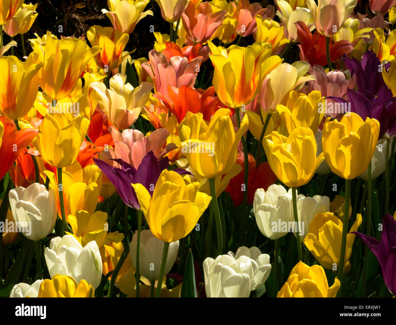 Tulipani colorati in primavera, STATI UNITI D'AMERICA Foto Stock