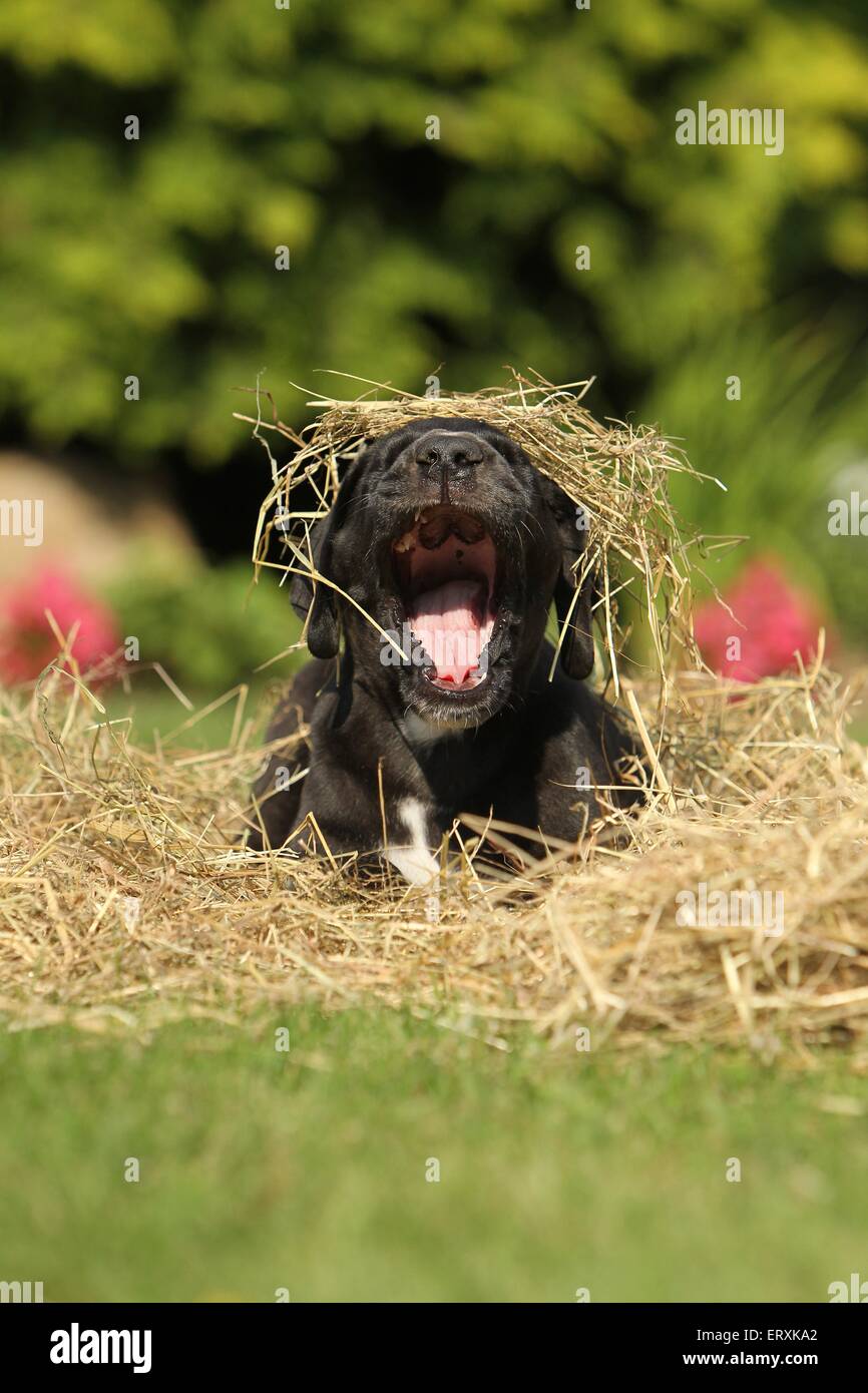 Alano cucciolo Foto Stock