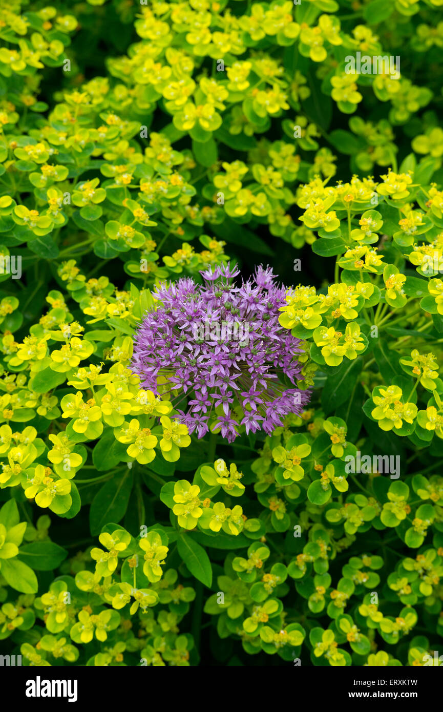 Allium e Euphorbia fiori Foto Stock