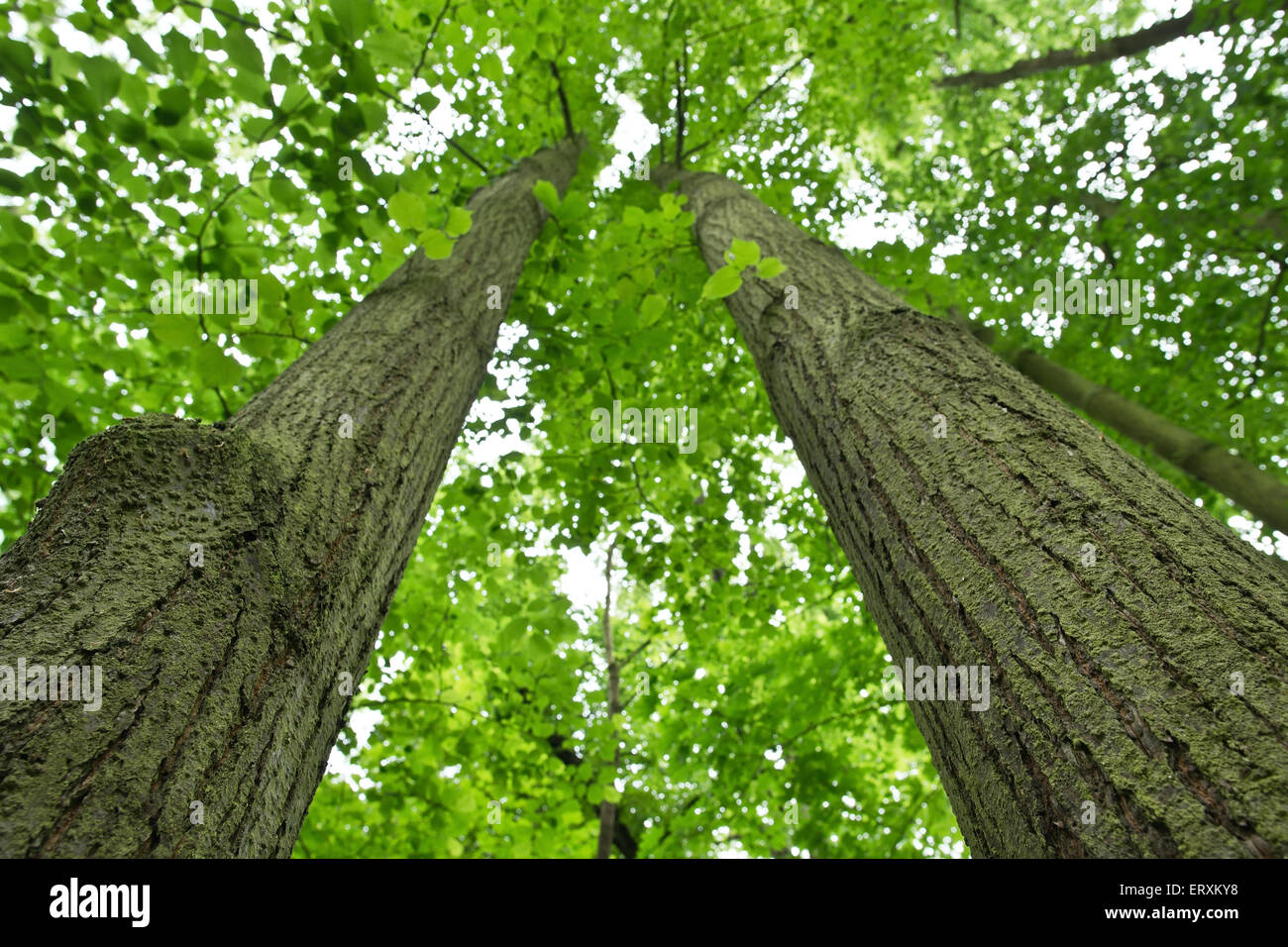 Vista dal basso sui due alberi Foto Stock