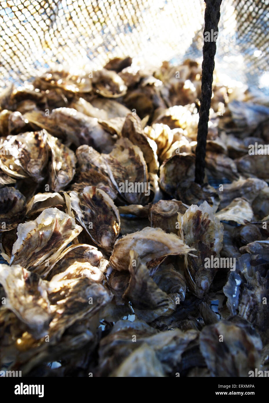 Baby ostriche sacchetto interno Foto Stock