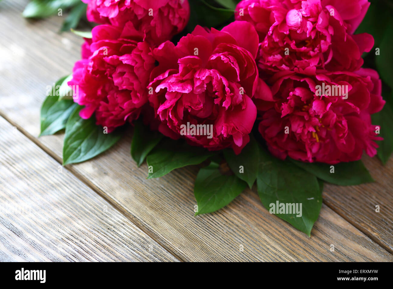 Peonie rosse sui pannelli, fiori Foto Stock