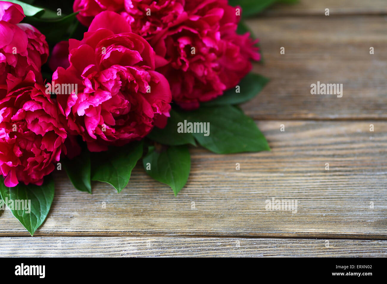 Peonie fresco su sfondo di legno, fiori Foto Stock