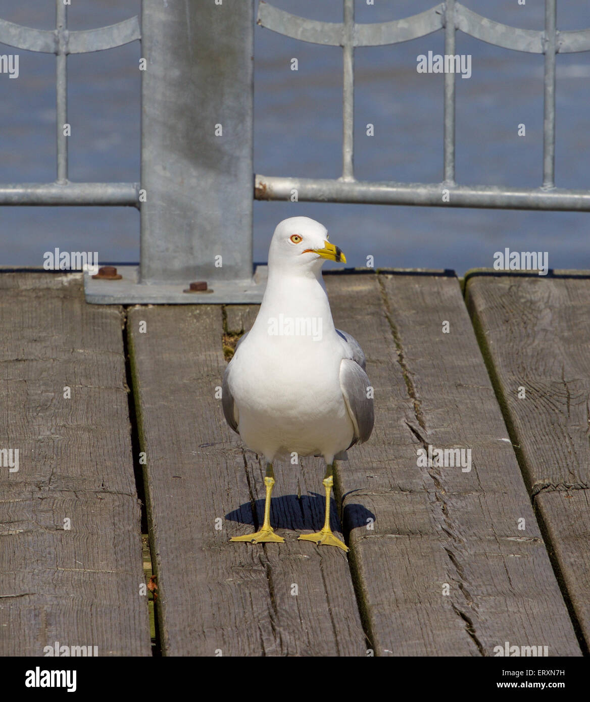 Il gabbiano incerto Foto Stock