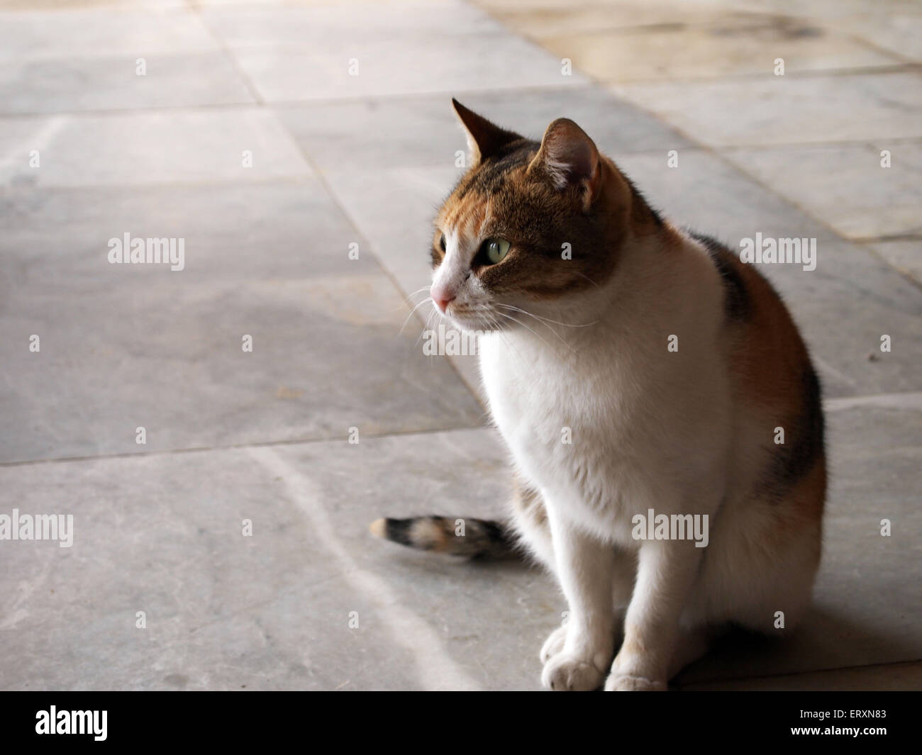 Chiuda il gatto Foto Stock