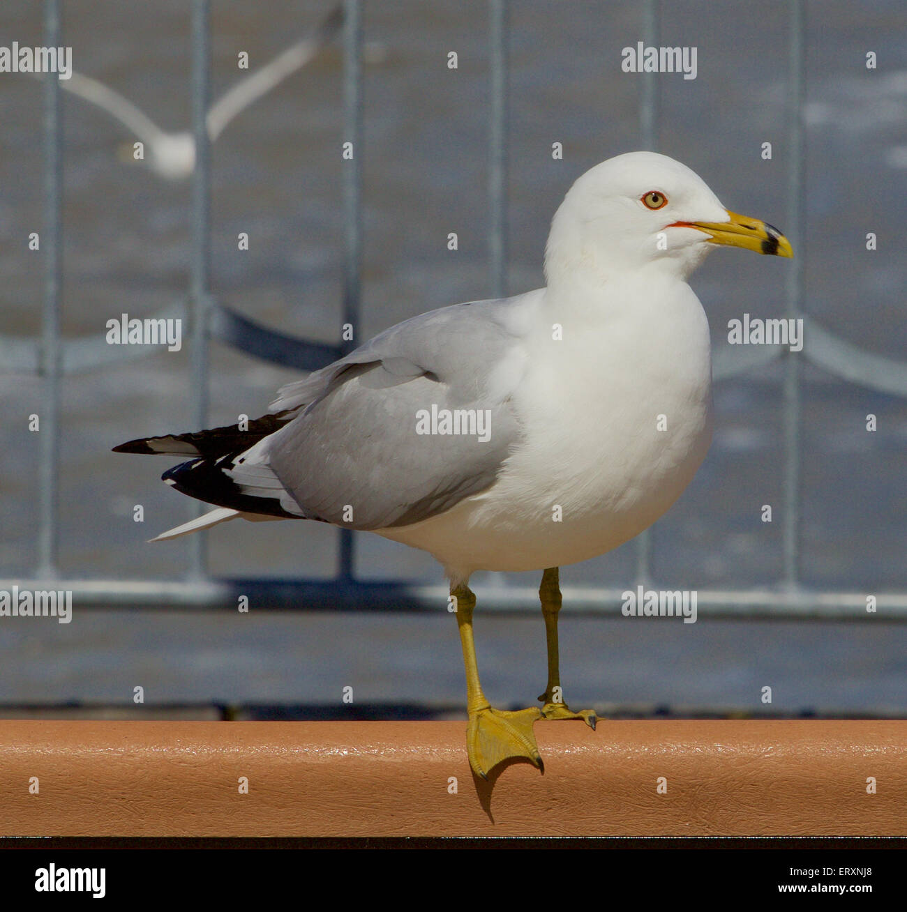 Gabbiano di grave Foto Stock